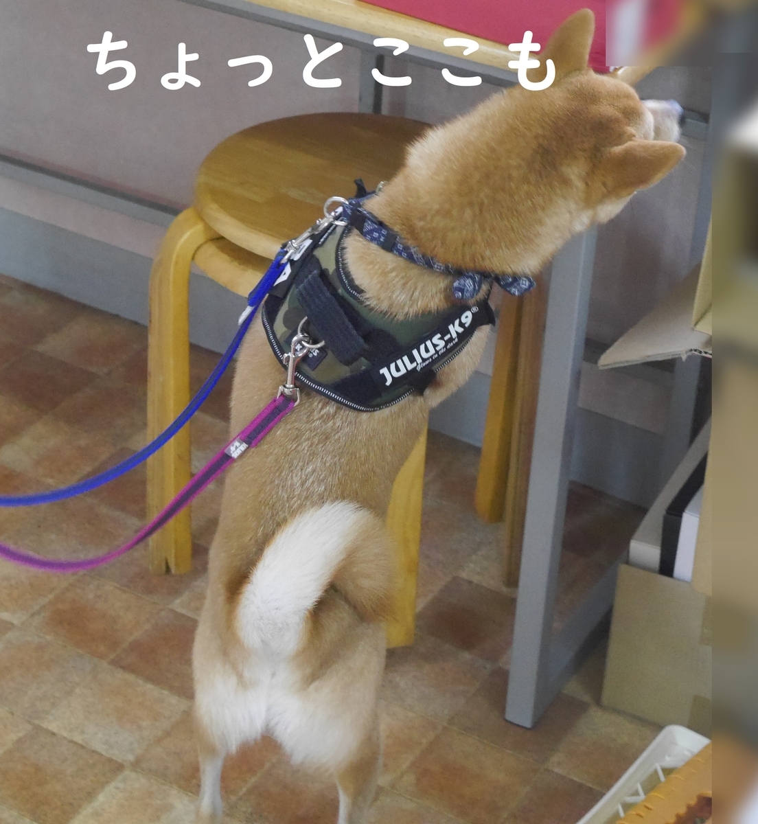f:id:hanatara:20191126111710j:plain
