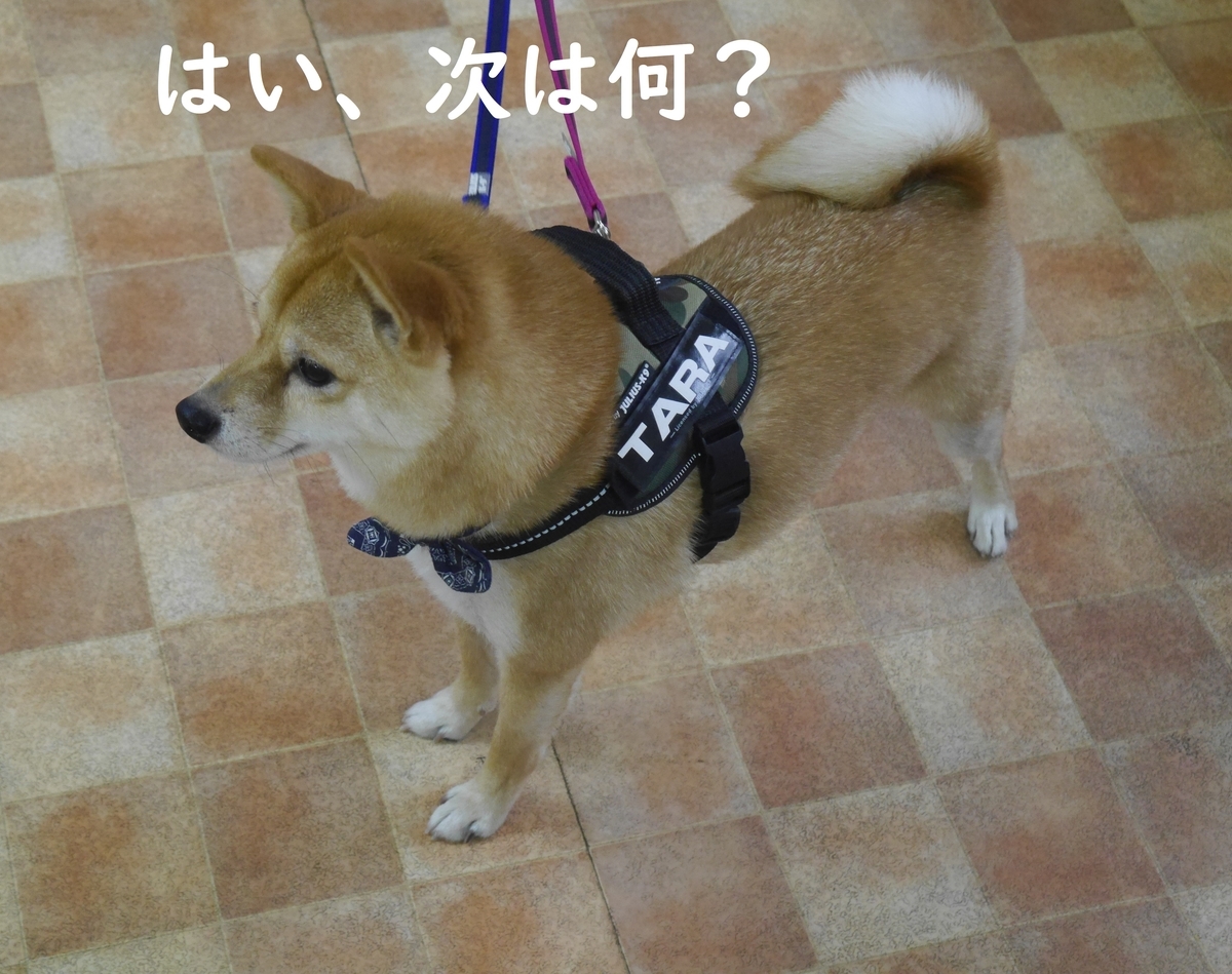 f:id:hanatara:20191126111806j:plain