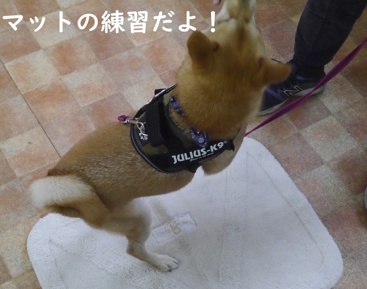 f:id:hanatara:20191126111959j:plain