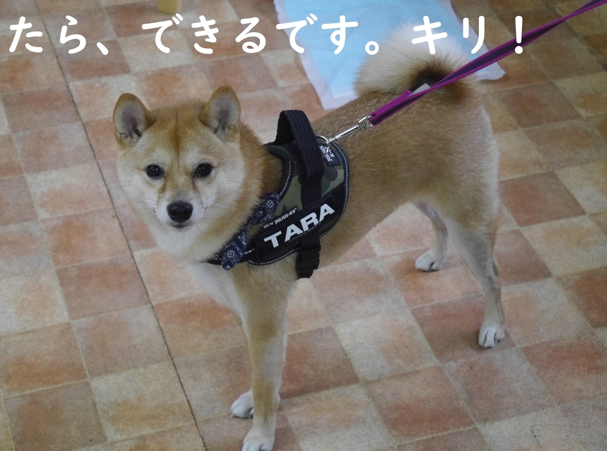 f:id:hanatara:20191126113049j:plain