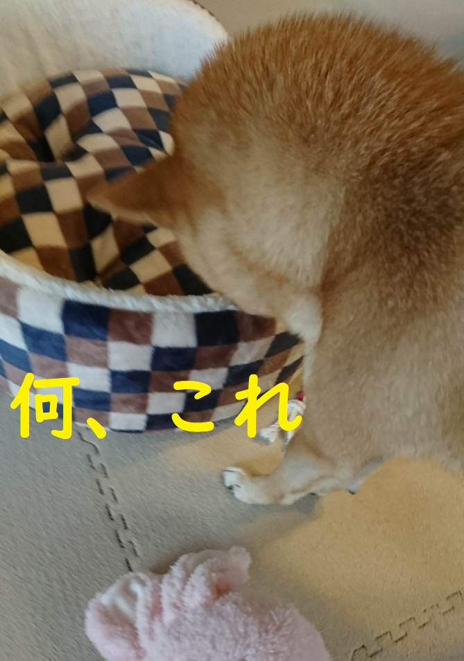 f:id:hanatara:20191205093645j:plain