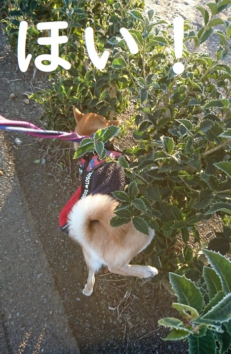 f:id:hanatara:20191212103325j:plain