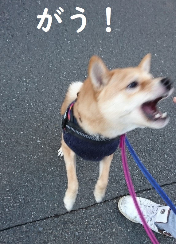 f:id:hanatara:20191212103500j:plain
