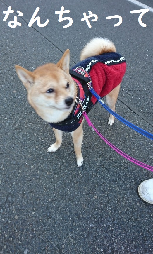 f:id:hanatara:20191212103555j:plain
