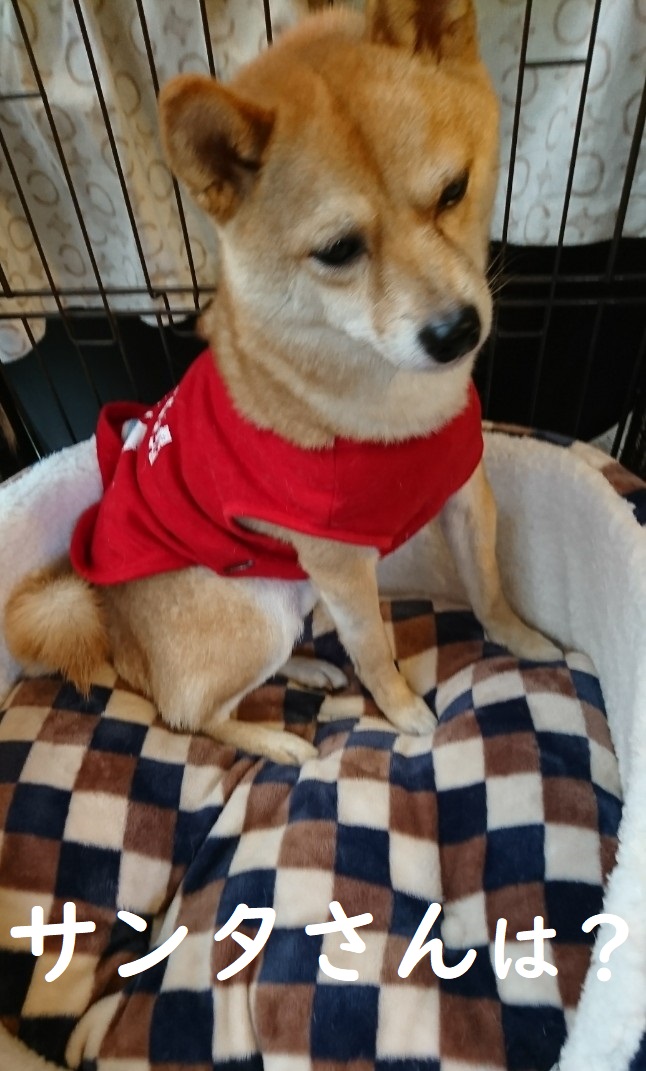 f:id:hanatara:20191226101708j:plain