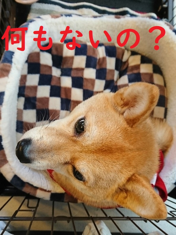 f:id:hanatara:20191226102003j:plain