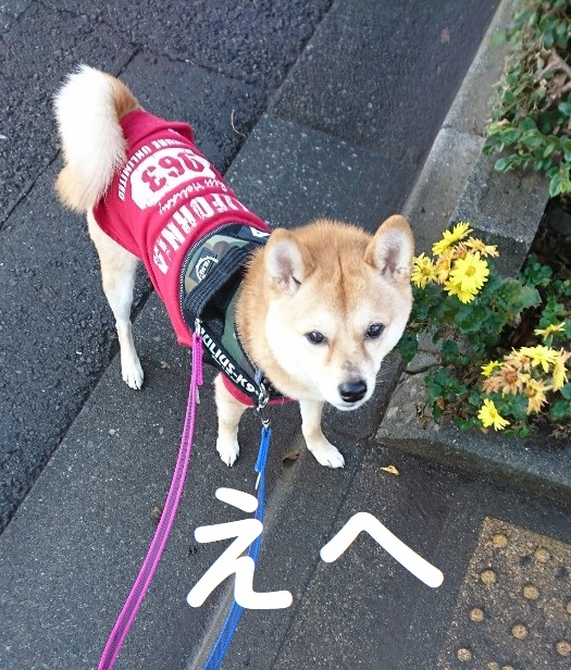 f:id:hanatara:20191227142828j:plain