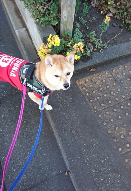 f:id:hanatara:20191227142851j:plain