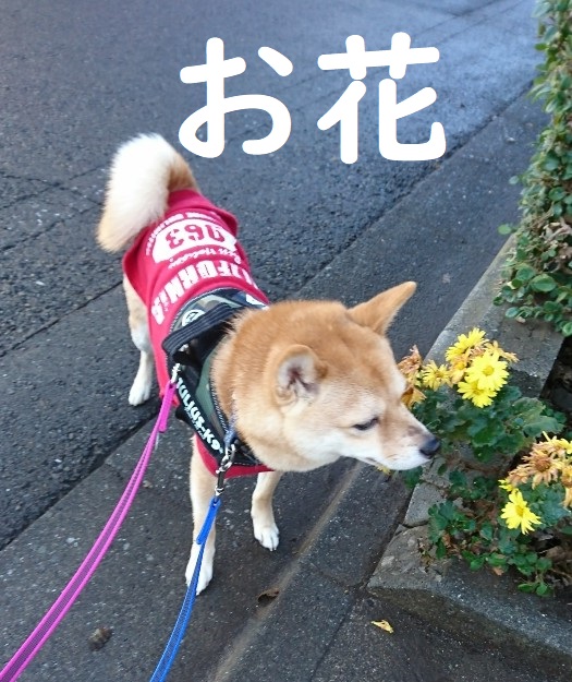 f:id:hanatara:20191227142951j:plain