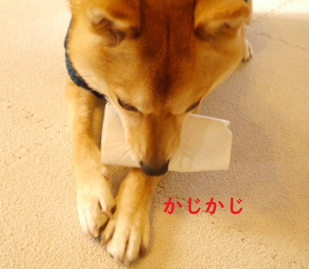 f:id:hanatara:20191231140423j:plain