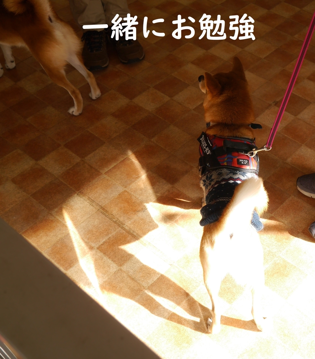 f:id:hanatara:20200102135345j:plain