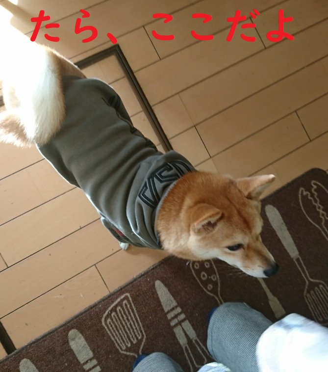 f:id:hanatara:20200102150855j:plain