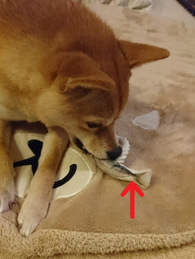 f:id:hanatara:20200103101132j:plain