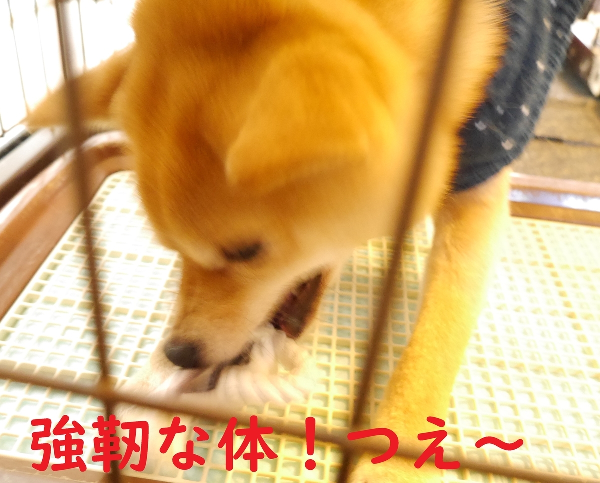 f:id:hanatara:20200103101313j:plain