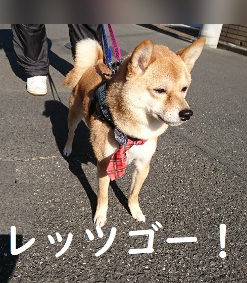 f:id:hanatara:20200104135316j:plain