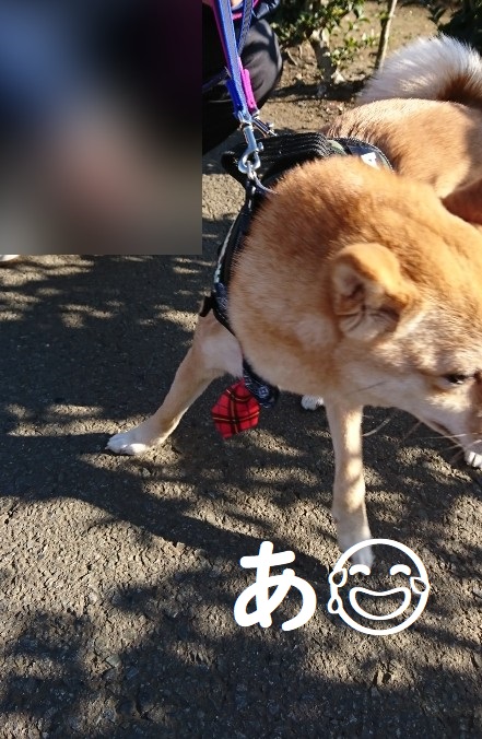 f:id:hanatara:20200104135526j:plain