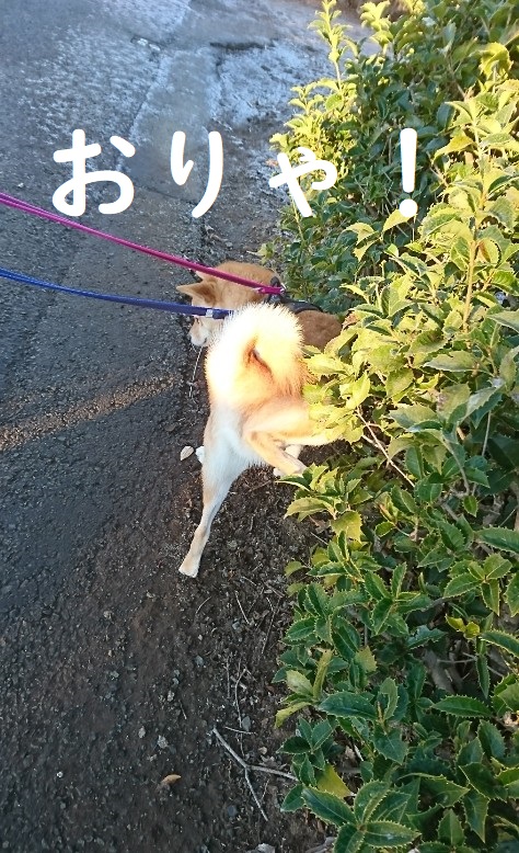f:id:hanatara:20200105114017j:plain