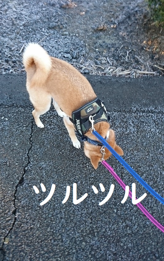 f:id:hanatara:20200105114110j:plain