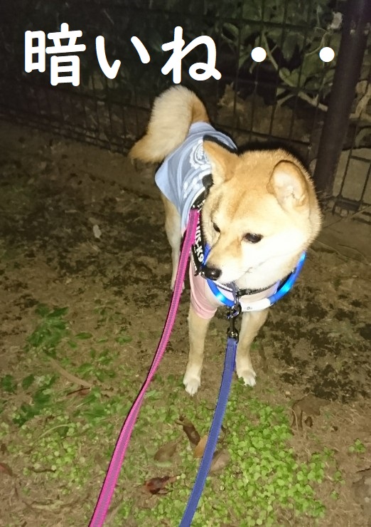 f:id:hanatara:20200110122030j:plain