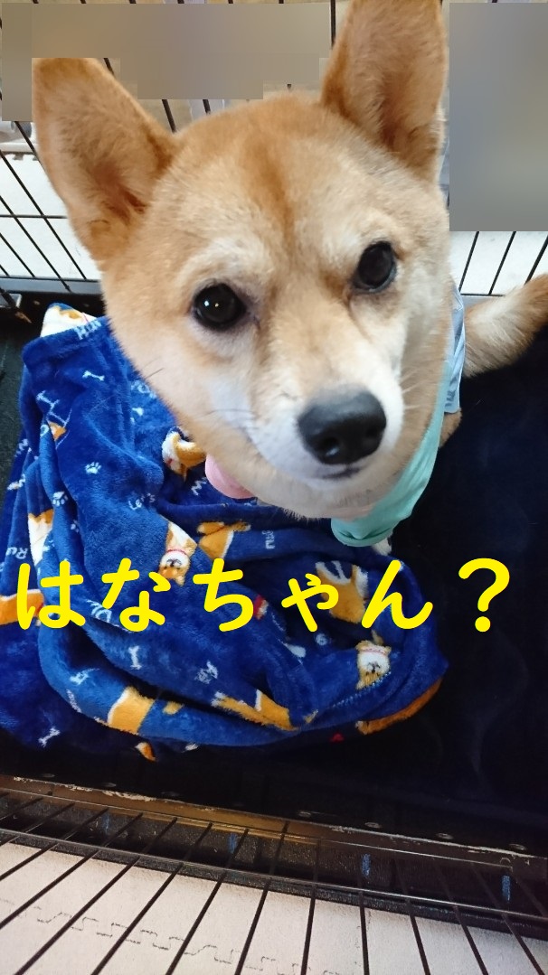 f:id:hanatara:20200113120439j:plain