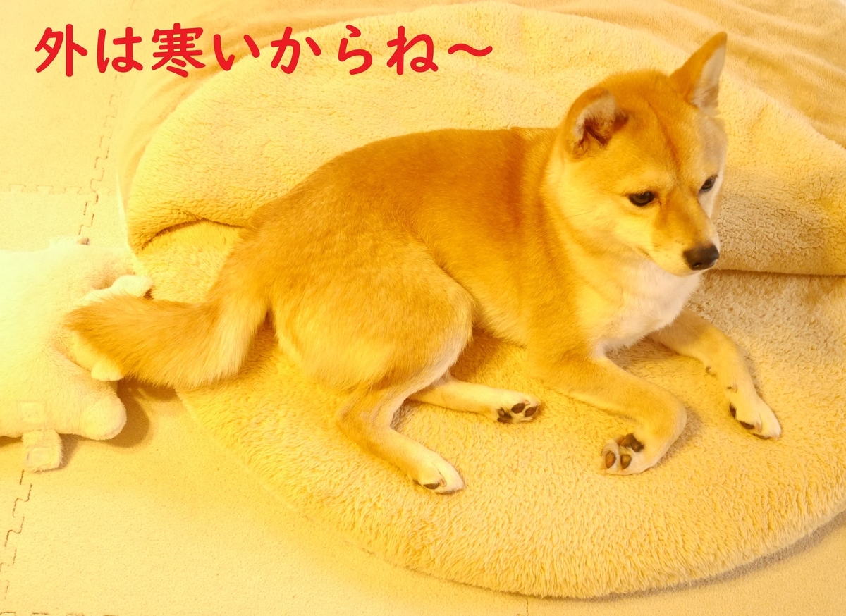 f:id:hanatara:20200118130805j:plain