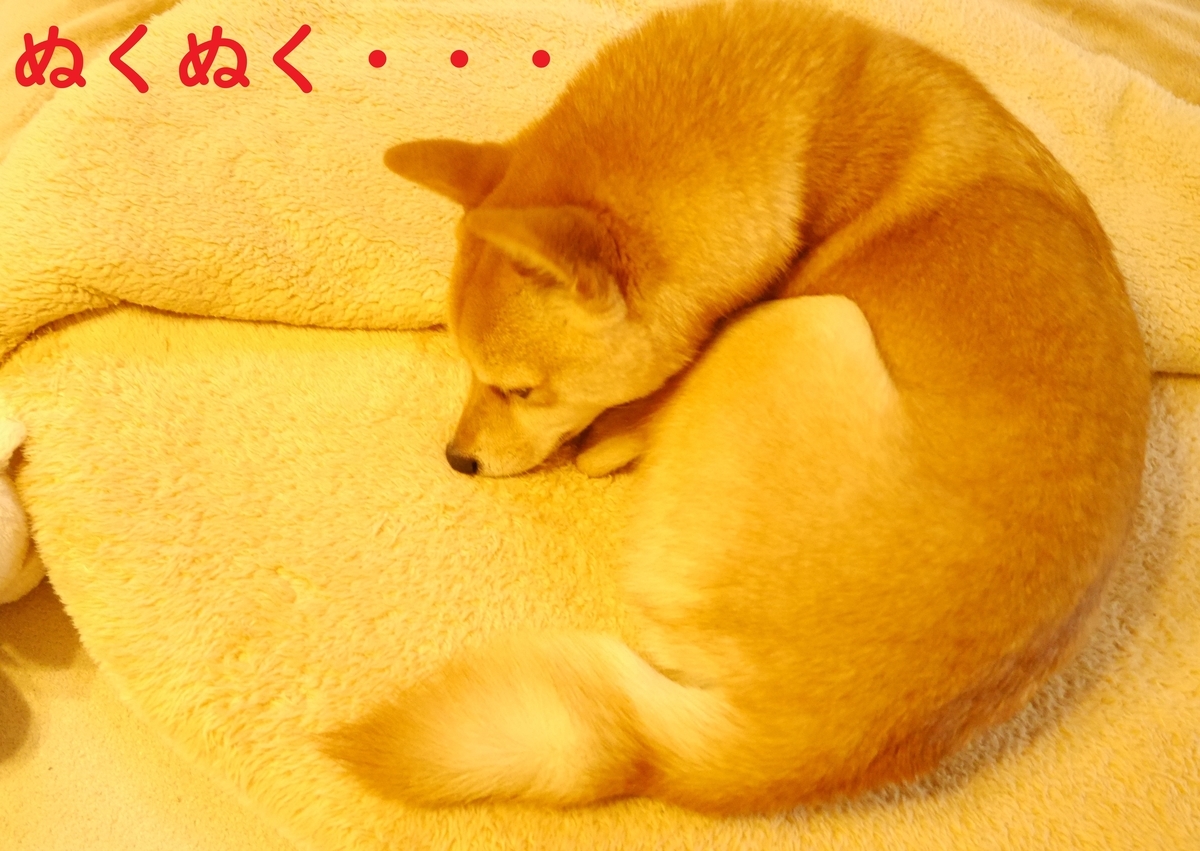 f:id:hanatara:20200118130845j:plain