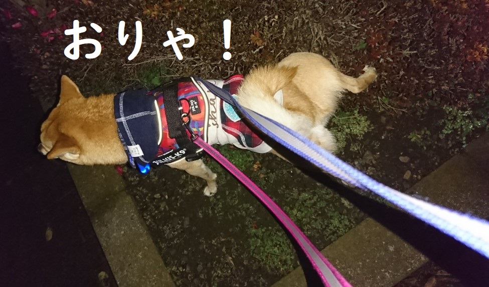 f:id:hanatara:20200124124542j:plain f:id:hanatara:20200124124542j:plain