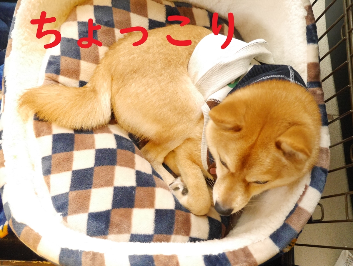 f:id:hanatara:20200124124756j:plain f:id:hanatara:20200124124756j:plain