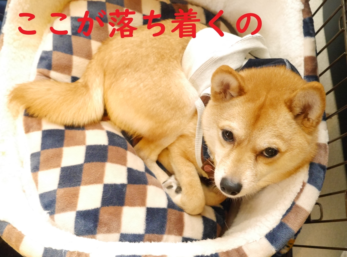 f:id:hanatara:20200124124848j:plain f:id:hanatara:20200124124848j:plain