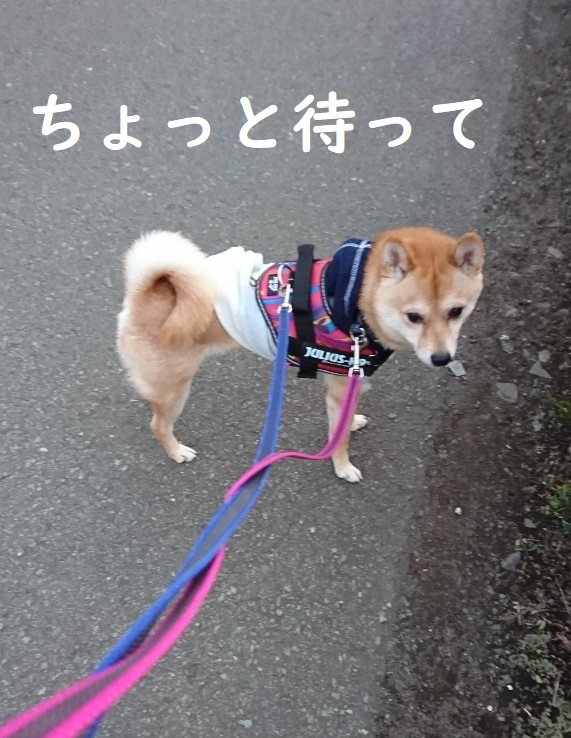 f:id:hanatara:20200124145647j:plain