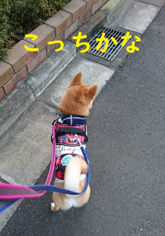f:id:hanatara:20200124145821j:plain