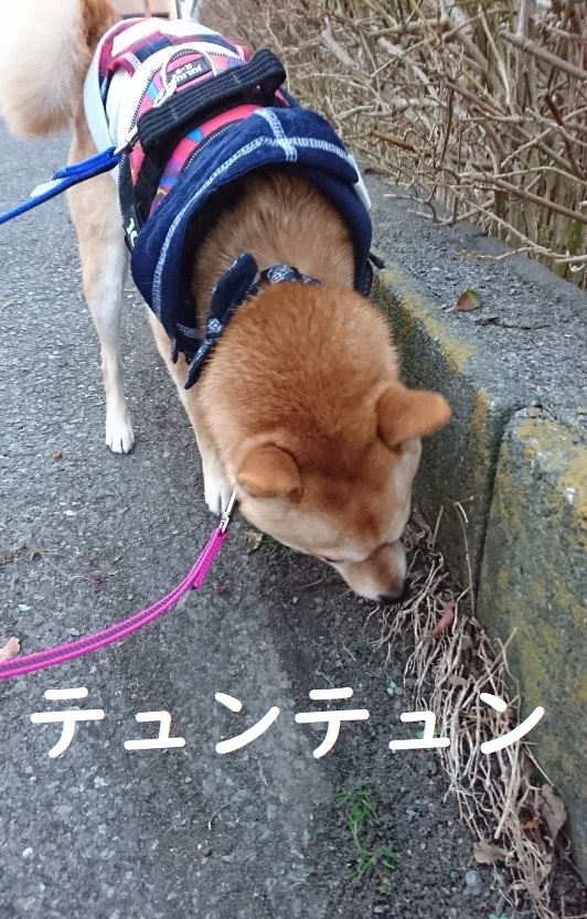 f:id:hanatara:20200124145859j:plain