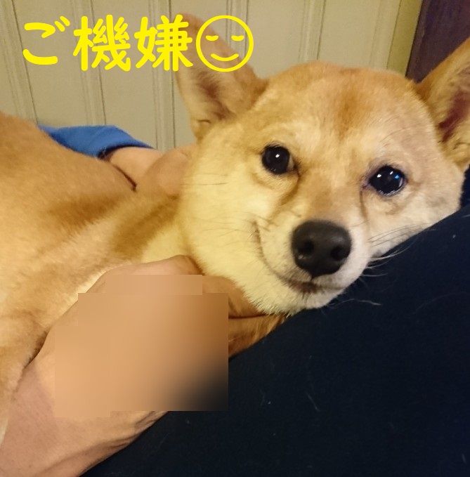 f:id:hanatara:20200125101152j:plain