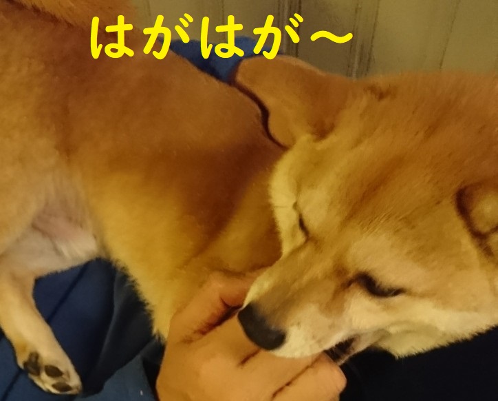 f:id:hanatara:20200125101239j:plain