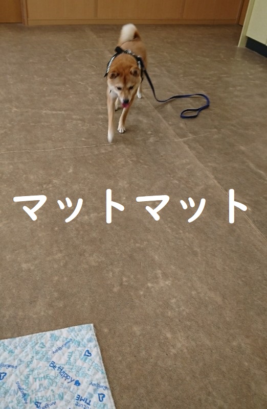 f:id:hanatara:20200126132410j:plain