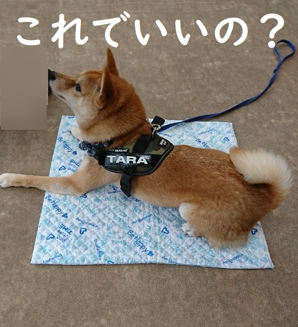 f:id:hanatara:20200126132747j:plain