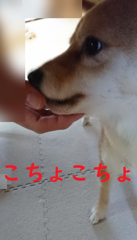 f:id:hanatara:20200206132329j:plain f:id:hanatara:20200206132329j:plain