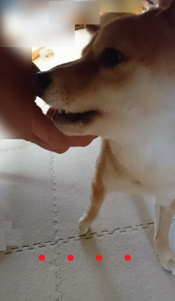 f:id:hanatara:20200206132521j:plain f:id:hanatara:20200206132521j:plain