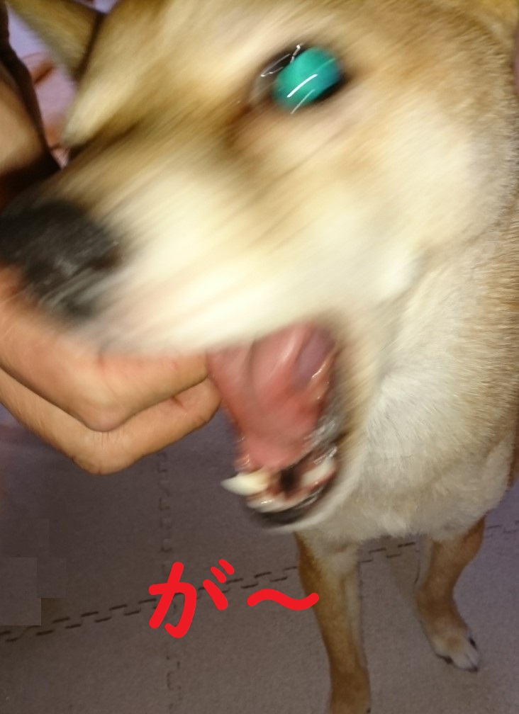 f:id:hanatara:20200206134517j:plain f:id:hanatara:20200206134517j:plain
