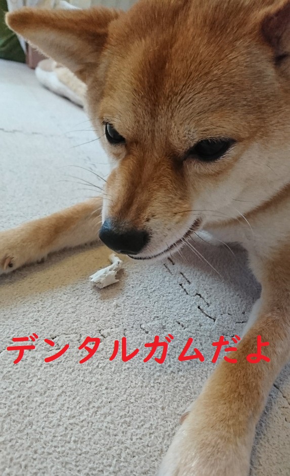 f:id:hanatara:20200206134747j:plain f:id:hanatara:20200206134747j:plain