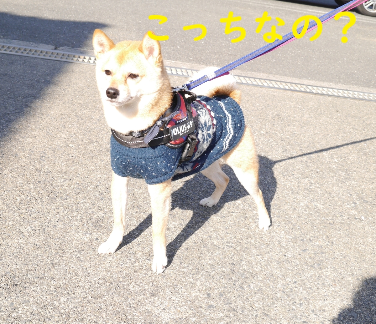 f:id:hanatara:20200208132103j:plain