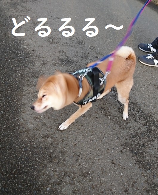 f:id:hanatara:20200215093721j:plain