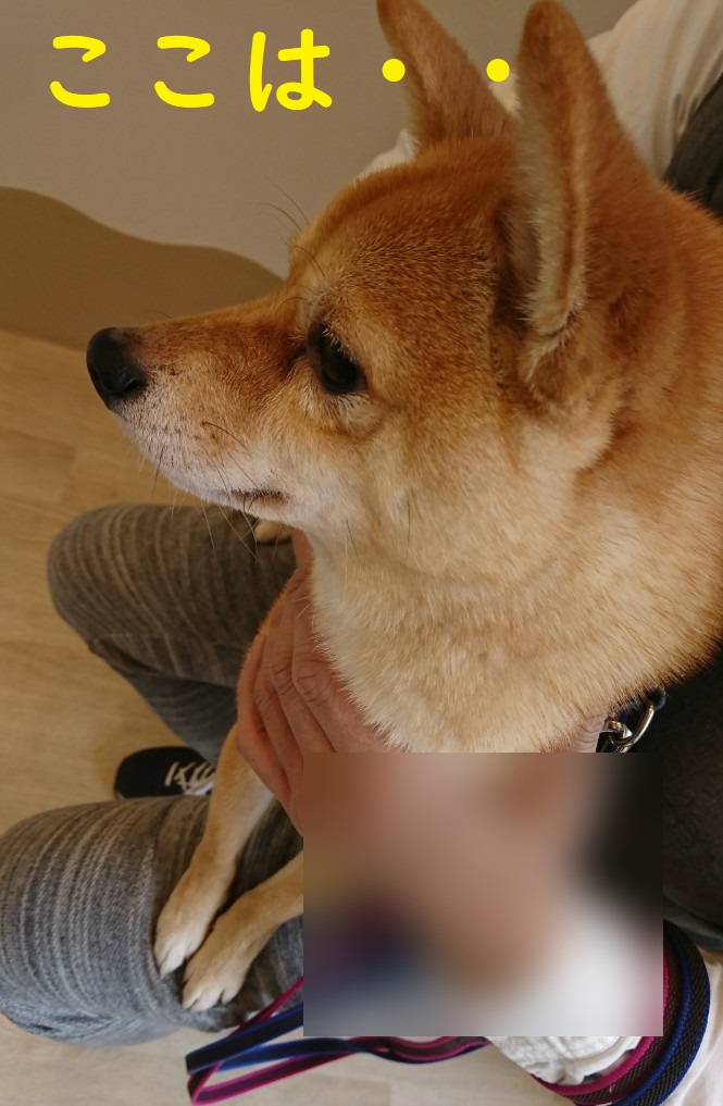 f:id:hanatara:20200215130757j:plain