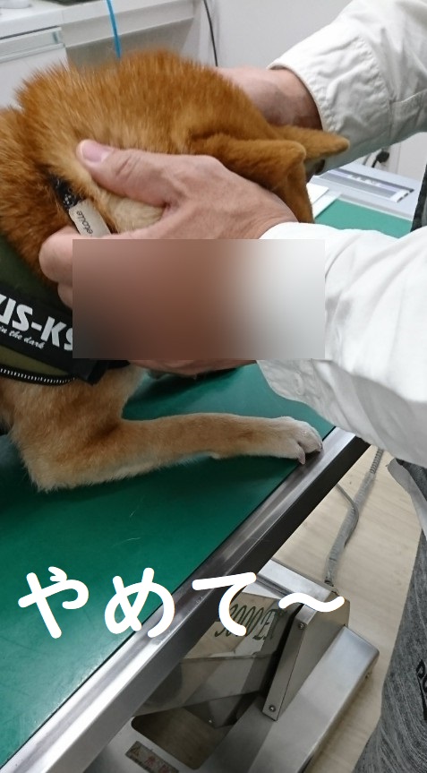 f:id:hanatara:20200215130940j:plain