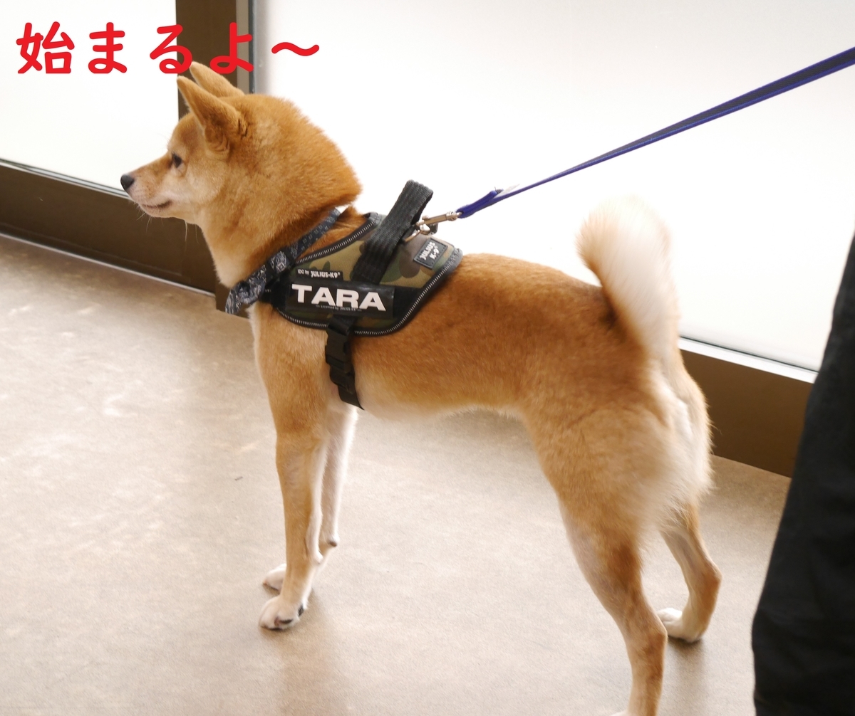 f:id:hanatara:20200221143424j:plain