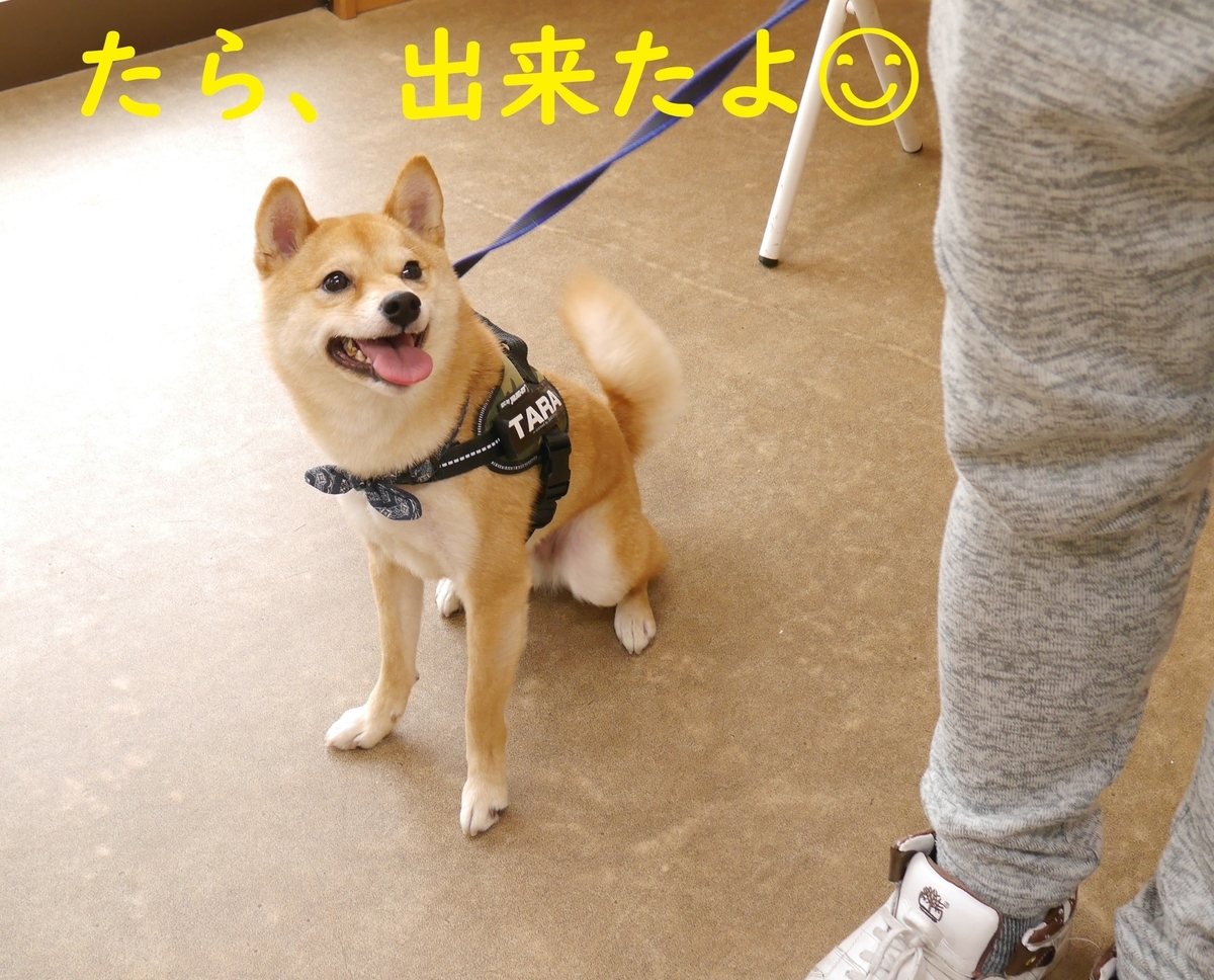 f:id:hanatara:20200221143651j:plain