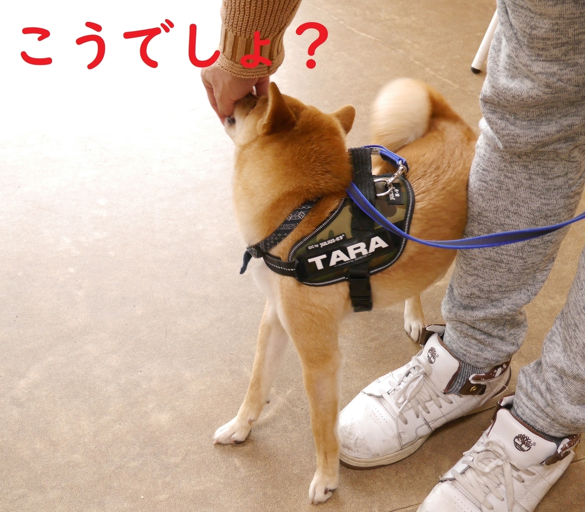 f:id:hanatara:20200221143843j:plain