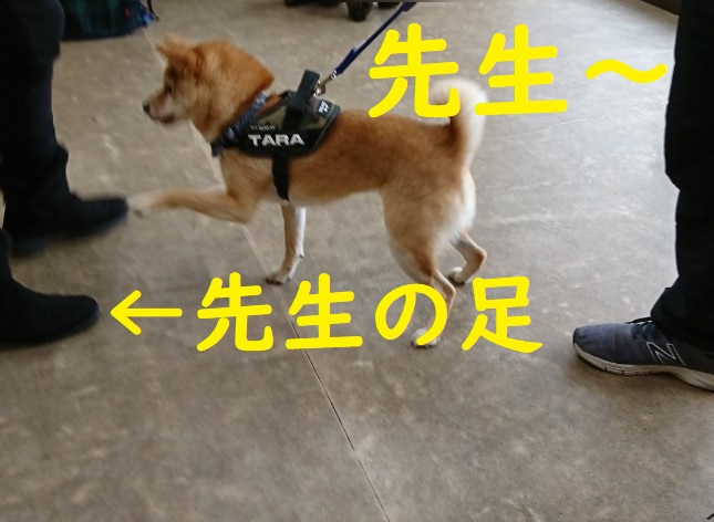 f:id:hanatara:20200221145119j:plain