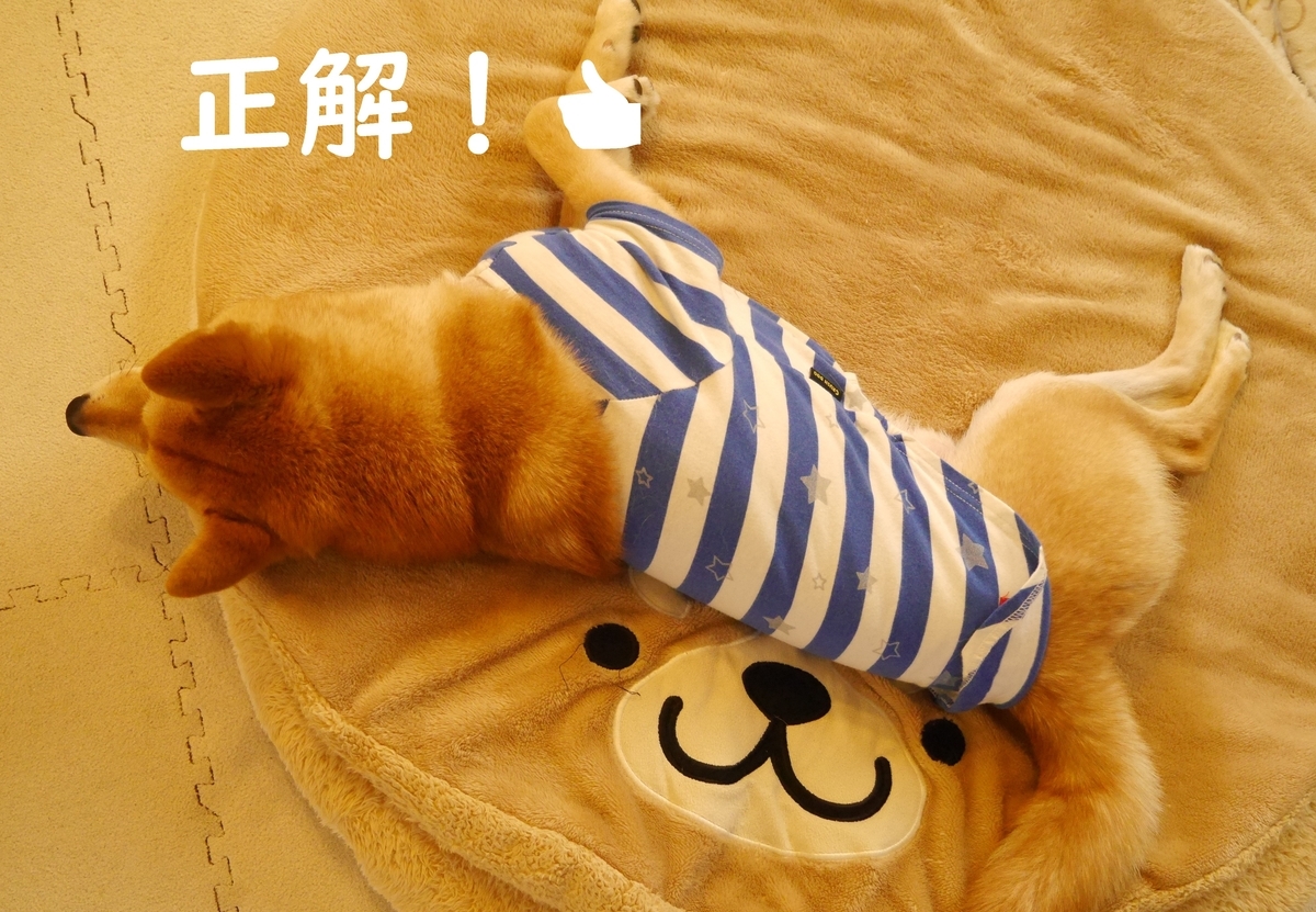 f:id:hanatara:20200221170843j:plain f:id:hanatara:20200221170843j:plain