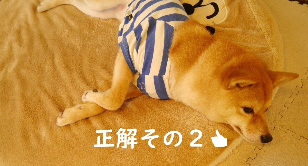 f:id:hanatara:20200221170931j:plain f:id:hanatara:20200221170931j:plain